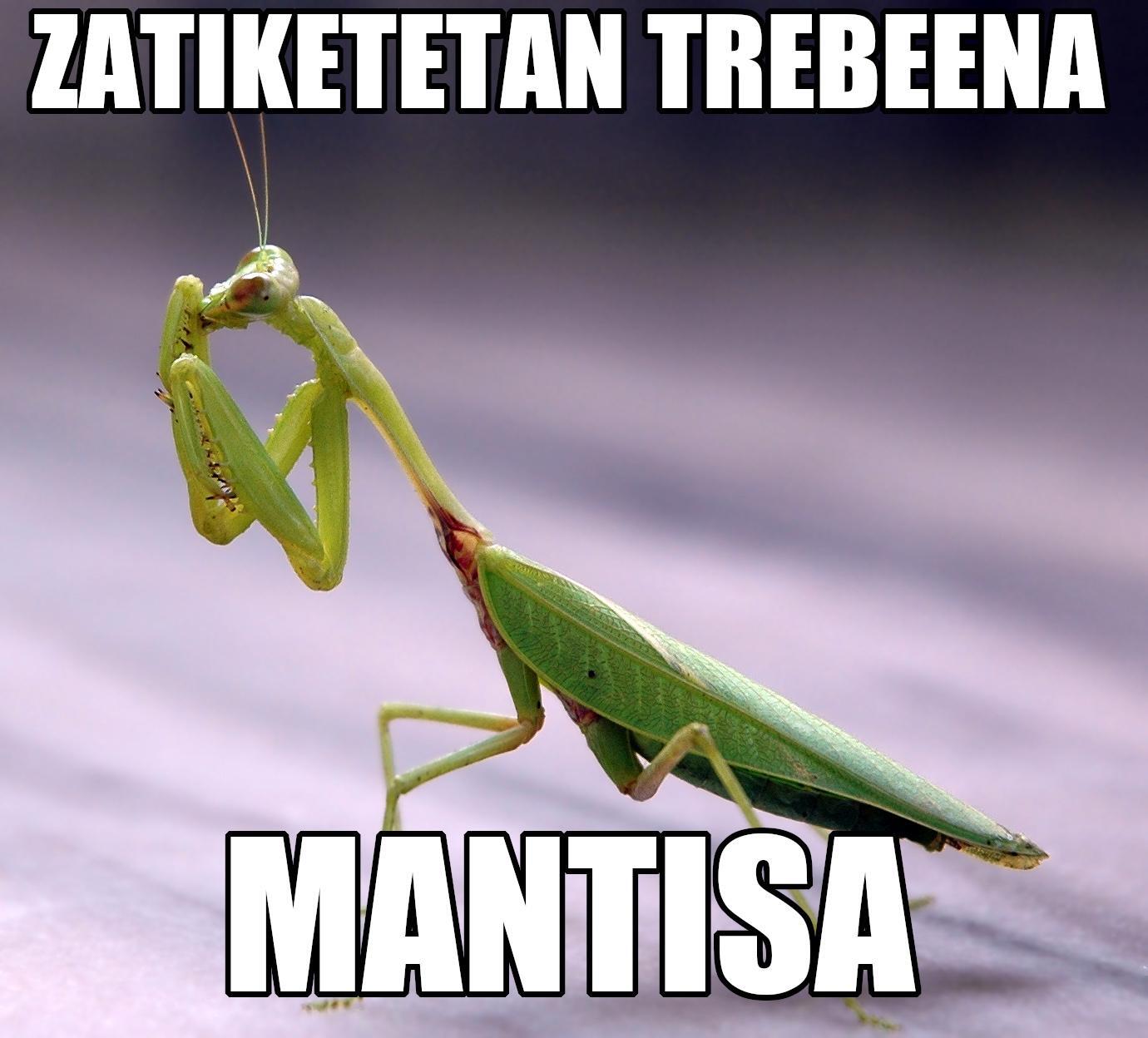 Testuak dio "Zatiketetan Trebeena Mantisa". Irudian Marisorgina, Mantis Religiosa motakoa. Gauza da, marisorginen aurreko hankak sega antzekoak direla eta hain boteretsuak, beste intsektuak zatitu ditzaketela. Era berean, matematikaren arloan, mantisa, logaritmo baten zati hamartarra da. Emaitzan, puntuaren ondoren dagoena.   Ez du zertan zatiketa bat izan behar, hori egia da. Gainera mantisa euskaraz "Marisorgina" da. Teknikoki ordea, euskarazko esaldi batean latinezko "mantis" erabili genezake bere genero biologikoa deskribatzeko.  Datu guzti hauekin, txistea ez da bere osotasunera iristen, baina osotasun hortara ahalik eta gehien hurreratzen saiatu naiz. Hori bait da informatikariok egiten duguna, koma-higikorrarekin hurreratu, MANTISAREKIN.